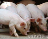 河南仔猪价格,市场行情与价格走势分析”